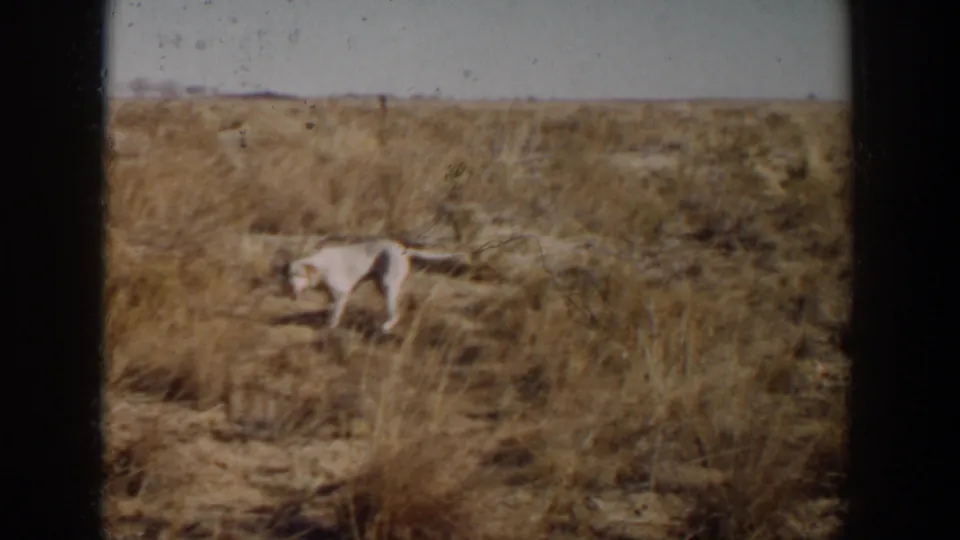 The white dog remains visible in the dry field, softened by grain, fading, and the 8mm home-movie frame edge.