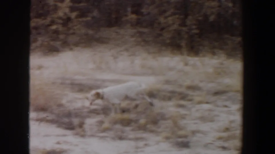 A white hunting dog trots through the dry brush and sandy ground, separated from the men in this 1950s Lubbock home-movie frame.