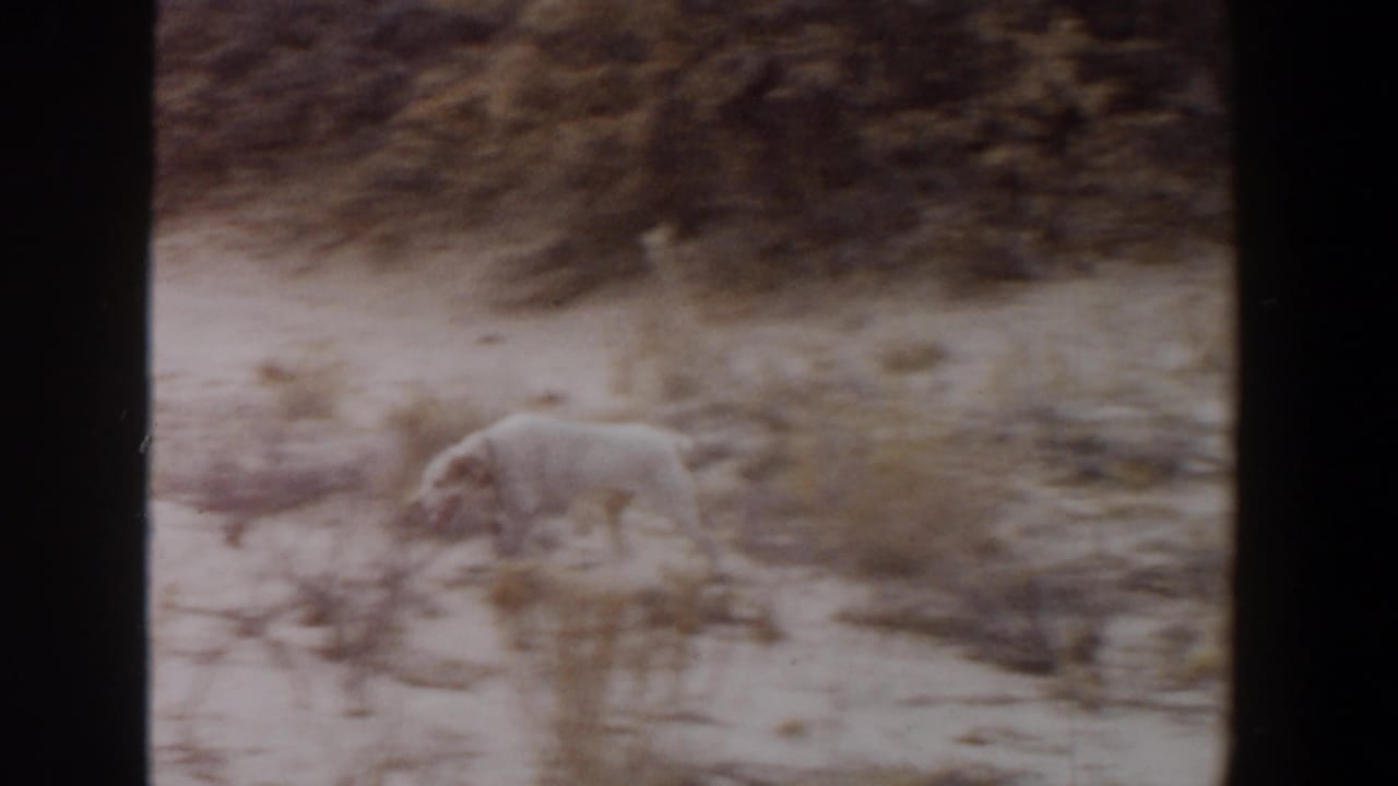 White dog searches through dry brush and sandy terrain in archival 1956 Lubbock home-movie footage.