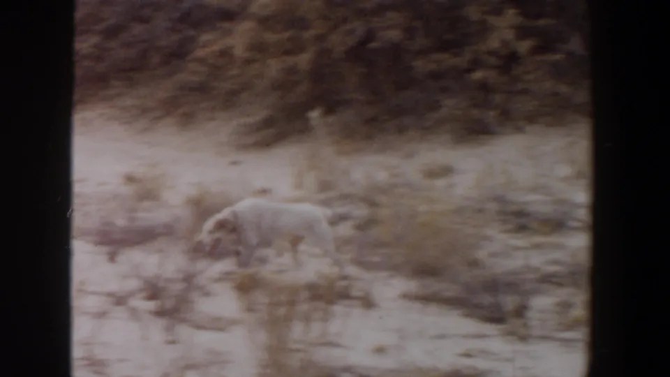 White dog searches through dry brush and sandy terrain in archival 1956 Lubbock home-movie footage.