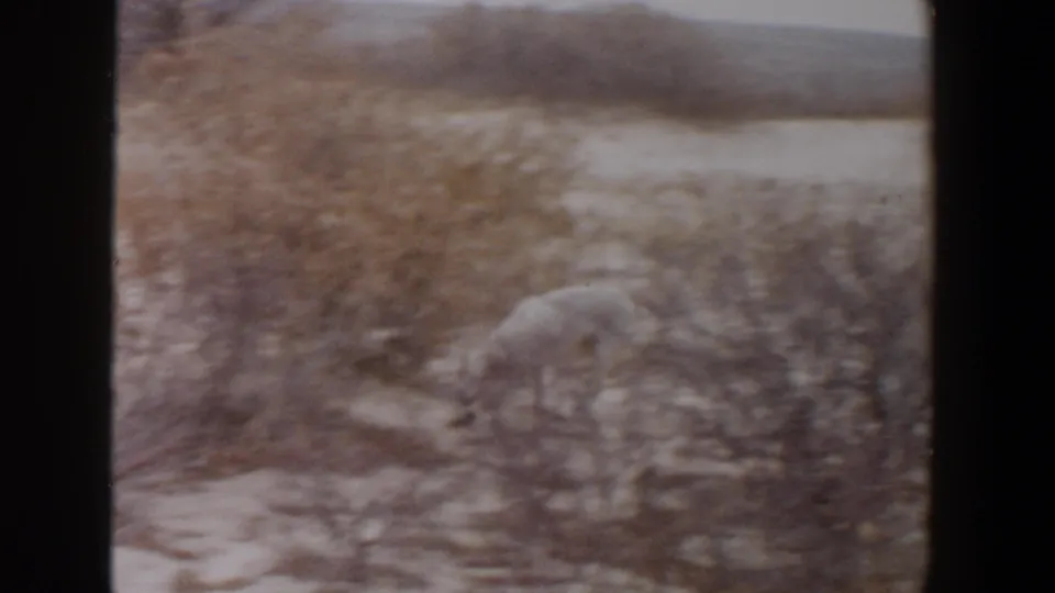 White dog continues searching among dry shrubs and pale sandy ground in the Lubbock, Texas home-movie clip.