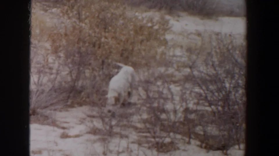 White dog is seen from behind near brush and sandy ground in the 1956 Lubbock outdoor footage.