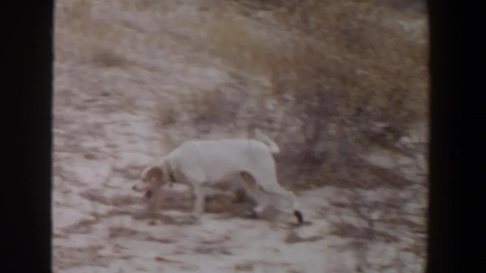 White dog sniffs the ground while walking across a dry, brush-covered area in Lubbock, Texas.