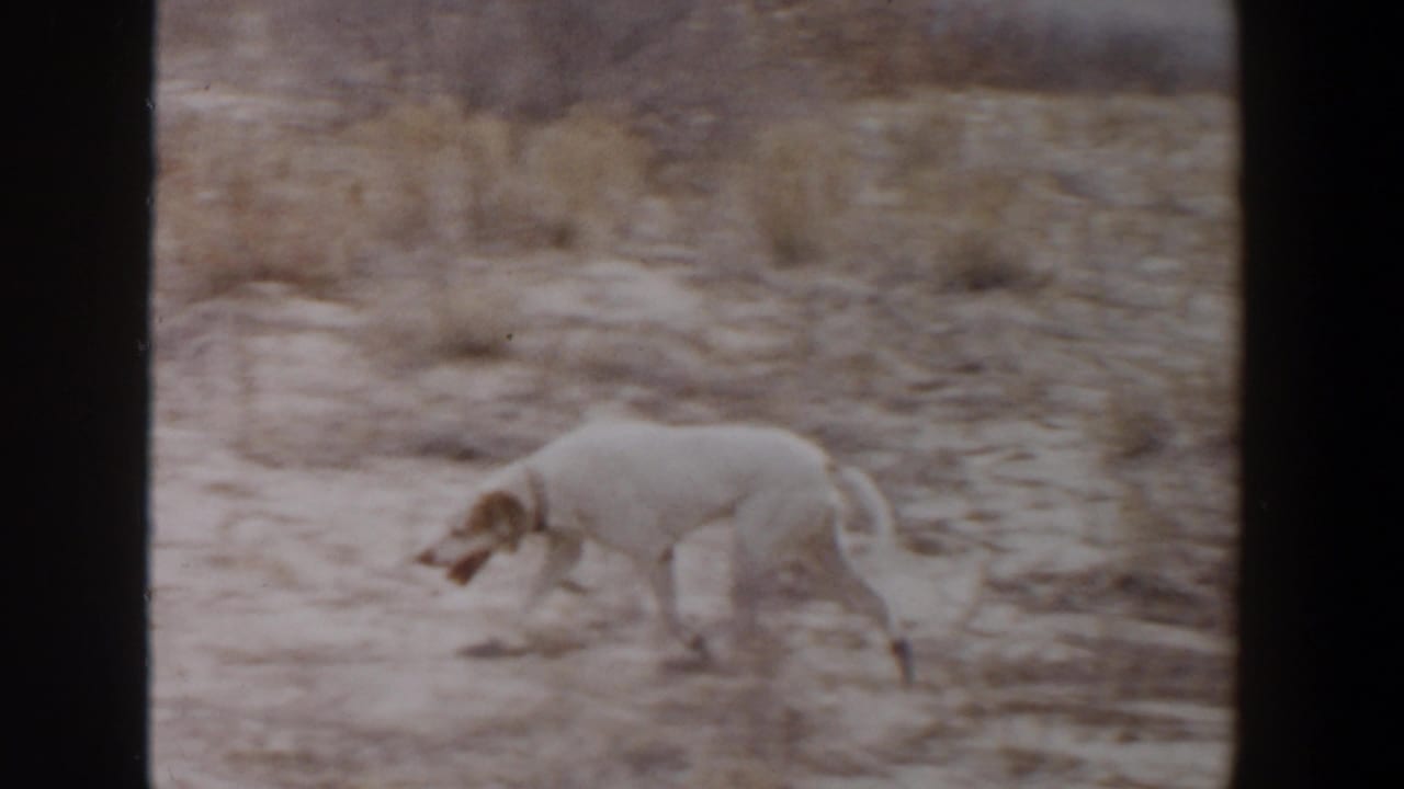 White dog with brown markings walking across dry open ground.