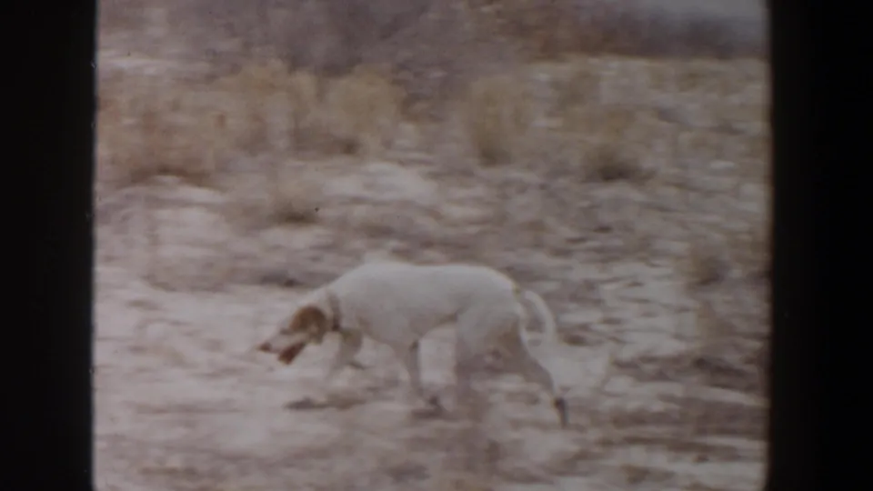 White dog with brown markings walks through a dry tan field in 1956 Lubbock, Texas home-movie footage.