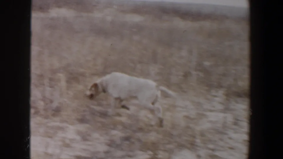 White dog trots through dry grass and sparse brush in rural Lubbock, Texas, in archival 8mm footage from 1956.