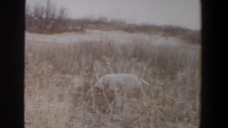 White dog is partly obscured by tall dry grass in a 1956 Lubbock, Texas field scene shot on 8mm film.