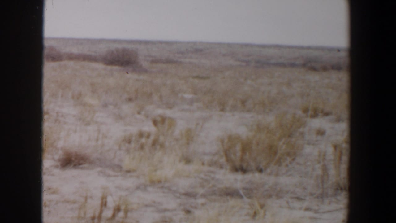 Sparse dry brush across sandy open ground beneath a pale sky, framed by dark film edges.