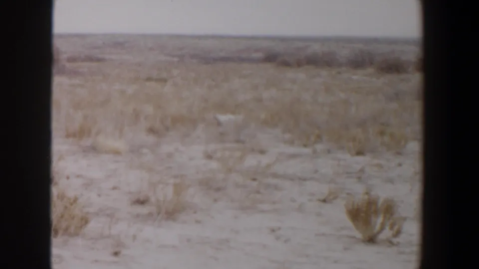 1956 Lubbock, Texas 8mm frame of sparse dry land with tufts of grass, shrubs, flat horizon, and a small pale distant object.