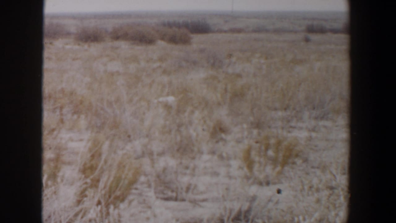 Dry grassy field with scattered shrubs, pale sky, and a small white animal near the lower left.