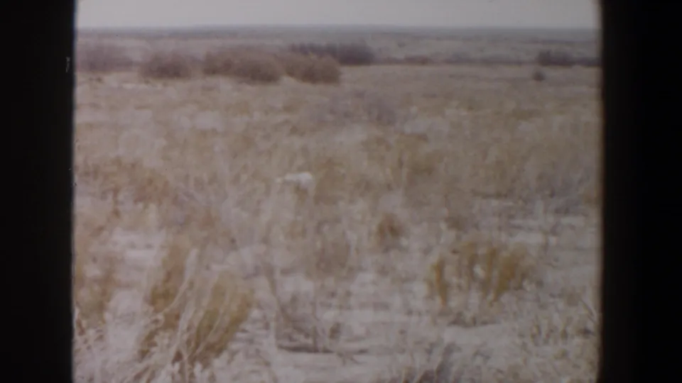 1956 Lubbock, Texas 8mm frame of an arid open field with dry brush and a small white animal moving through the lower foreground.