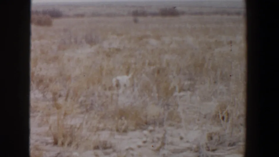 1956 Lubbock, Texas home-movie frame showing muted dry grasses, scattered brush, sandy soil, and a small white animal partly obscured.