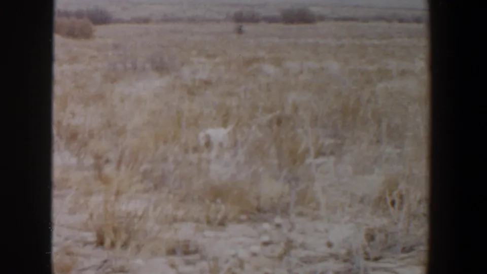 1956 Lubbock, Texas 8mm frame with dry plains vegetation, soft film texture, and a small white animal visible in the lower field.