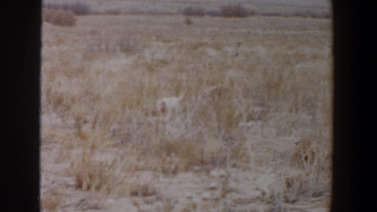 Large pale dog in dry scrubland near Lubbock, Texas, in a soft 1956 8mm home-movie frame.