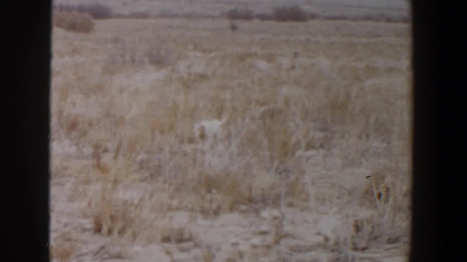 Large pale dog in dry scrubland near Lubbock, Texas, in a soft 1956 8mm home-movie frame.