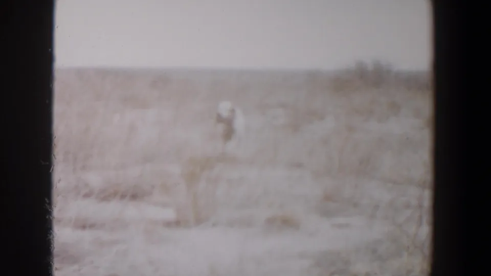 Soft-focus 1956 Lubbock home-movie frame of a pale dog moving across sparse dry grassland.