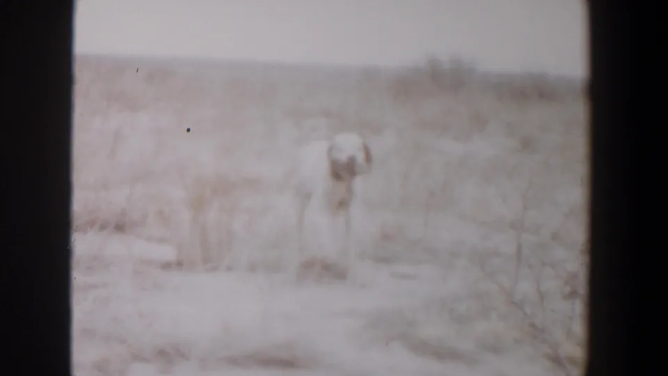 Large pale dog in a faded 1956 8mm frame, moving through dry scrub near Lubbock, Texas.