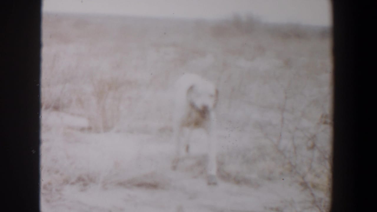 White dog partly visible in a dry field, seen through soft, overexposed 8mm footage.