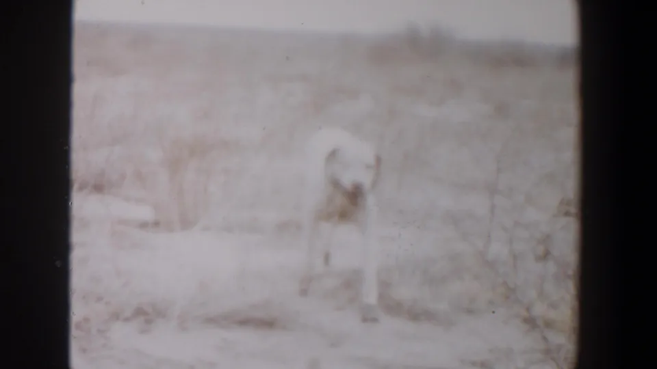 White dog in a dry field near Lubbock, Texas, in a soft, pale 1956 8mm home-movie frame.