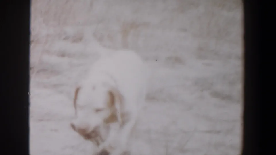 White dog runs through a dry Lubbock field in 1956 footage, appearing to carry something in its mouth.