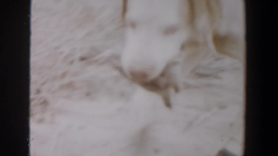 Close, motion-blurred 1956 8mm view of a white dog in a dry Texas field, with details softened by exposure.