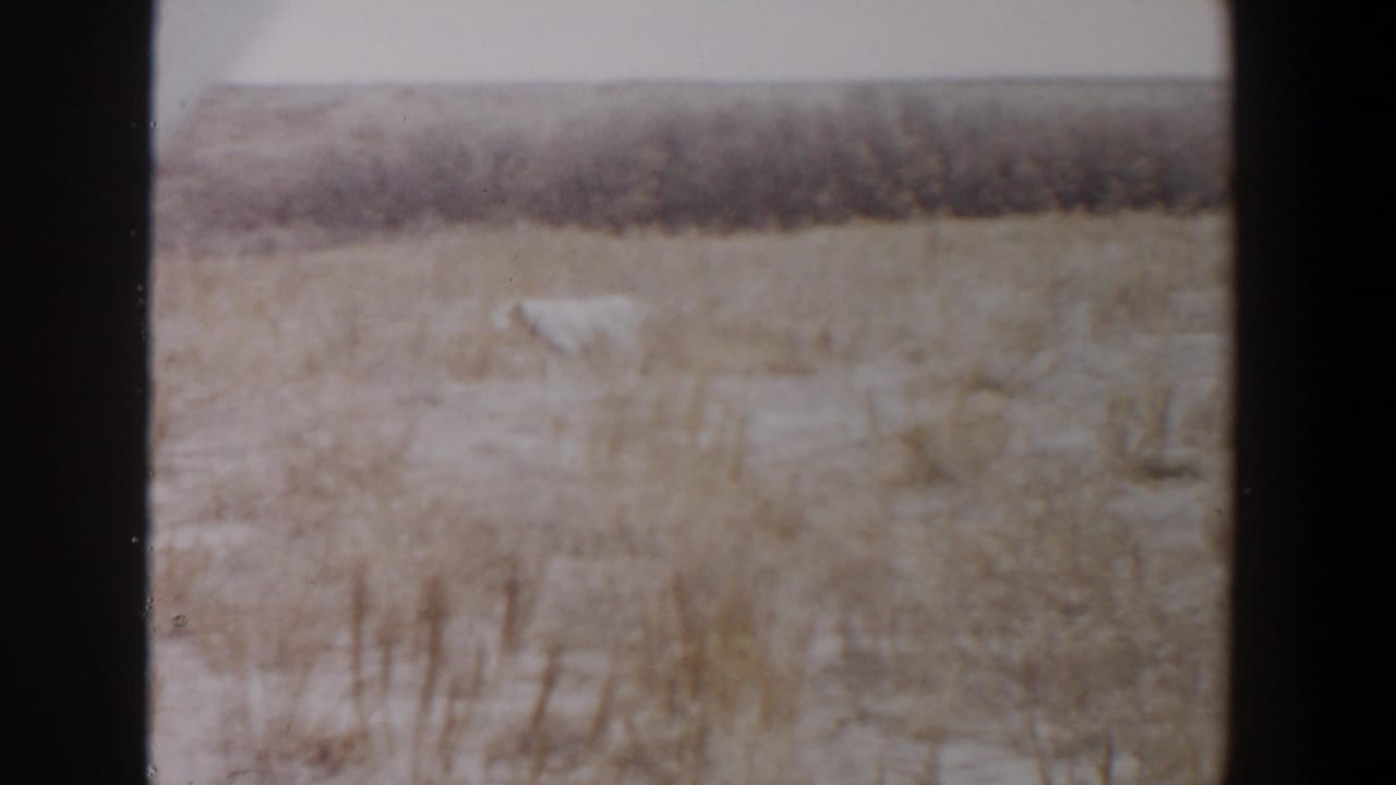 White dog in dry grass with a dark shrub line and pale sky.