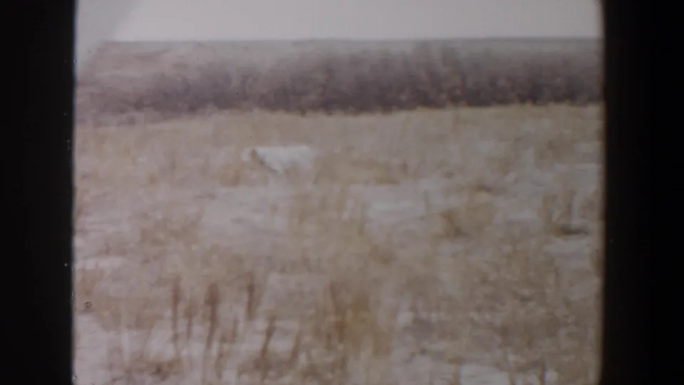 1956 Lubbock-area 8mm frame showing a white dog crossing dry grass beneath a low, dark shrub horizon.