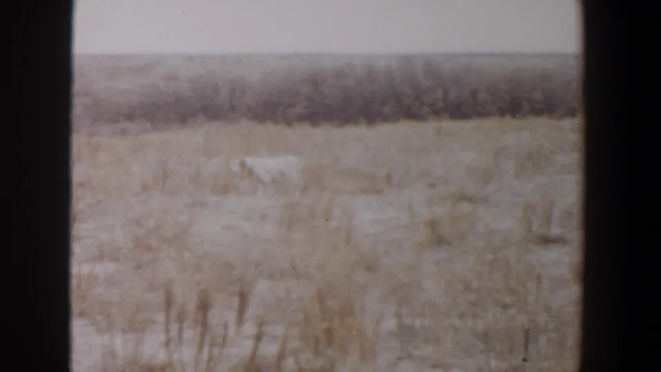 1956 Lubbock-area 8mm frame showing a white dog moving across dry grass before a distant shrub line.