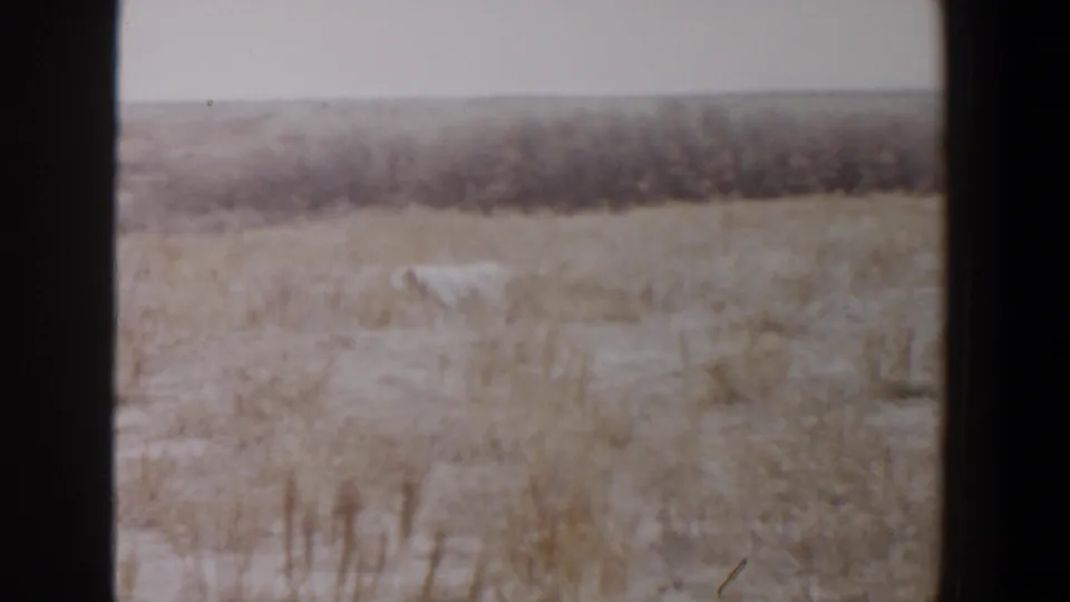 1956 Lubbock-area 8mm frame with a white dog in dry grass and a dark band of brush beyond.