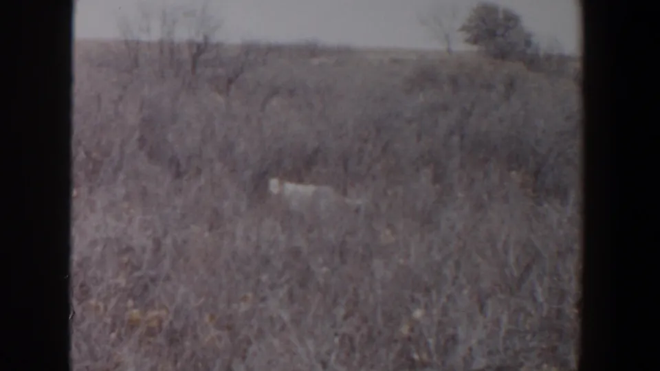 A small dog is visible in dry brushland during the 1956 Lubbock, Texas hunting home movie.