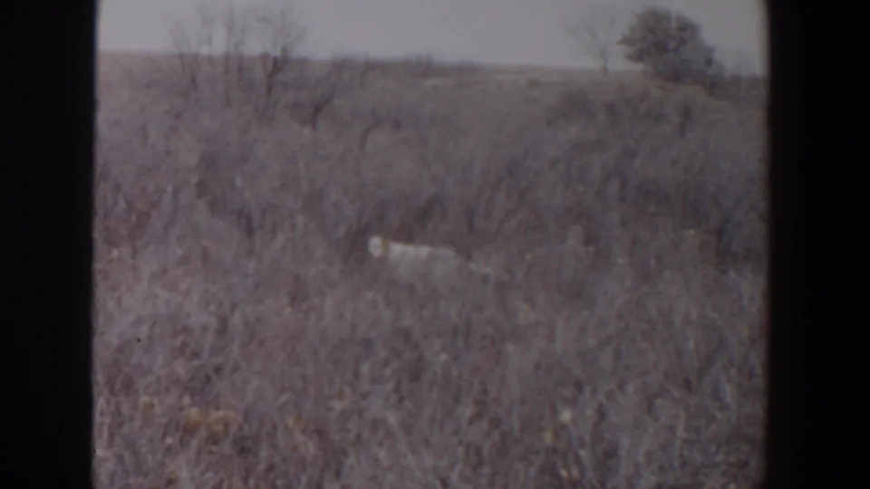 The dog remains visible in open brushland, framed by soft 8mm home-movie exposure and grain.