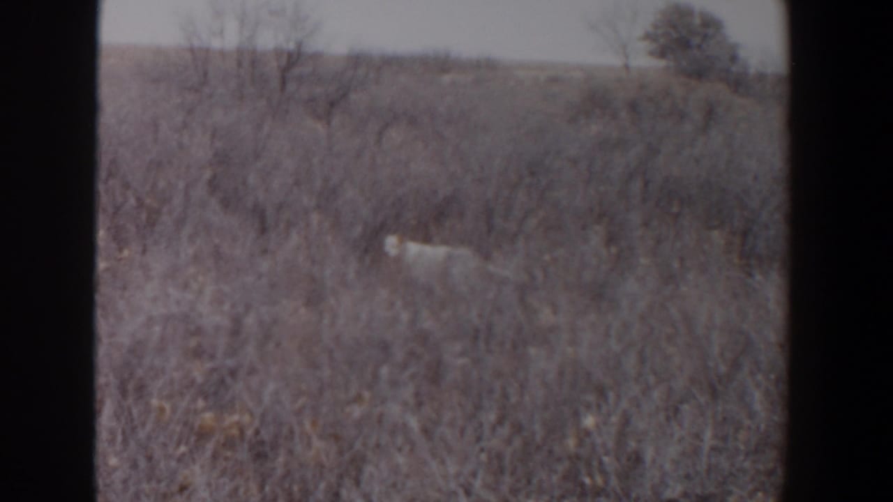 A pale animal appears in tall dry grass and brush near Lubbock, Texas, in 1956 8mm home-movie footage.