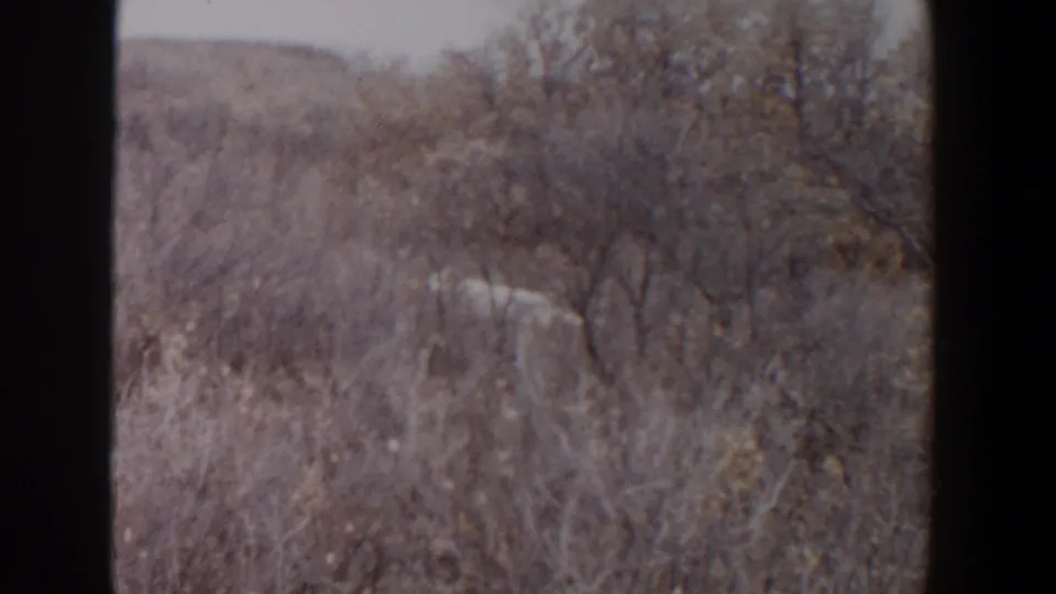 Dry brush, bare trees, and distant low ground in Lubbock, Texas, from the supplied 1956 8mm home-movie metadata.