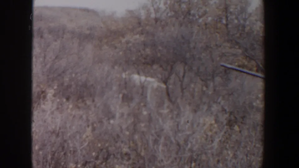 A rifle barrel enters a dry brush landscape in the 1956 Lubbock home-movie footage.