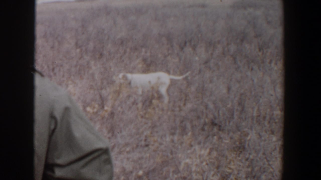 1956 Lubbock, Texas 8mm frame showing a white dog in a dry field as a man in a hat and jacket stands partly cropped at left.