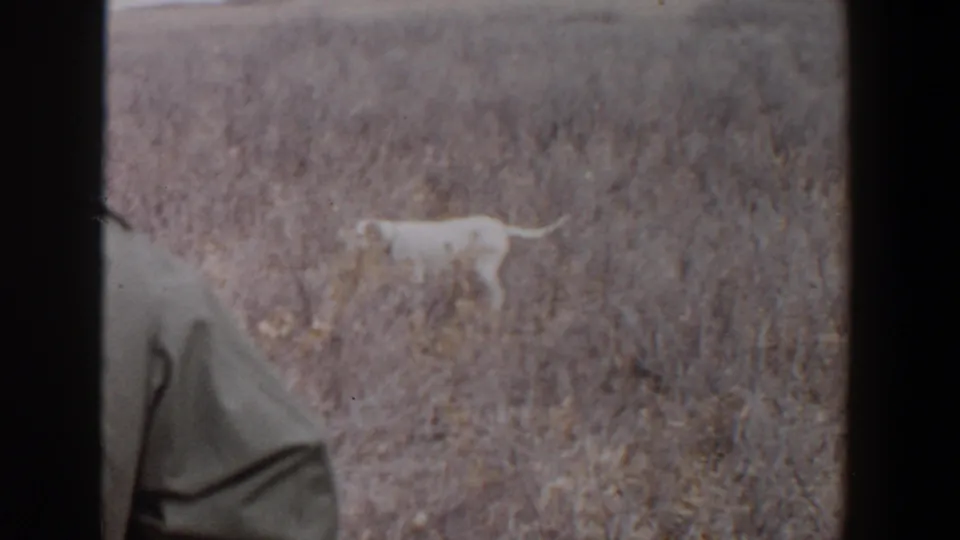 1956 Lubbock, Texas 8mm frame showing a white dog in a dry field as a man in a hat and jacket stands partly cropped at left.