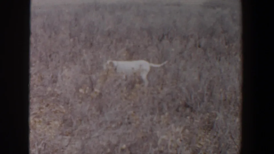 1956 Lubbock, Texas 8mm frame with a white dog moving across a dry, brushy field in muted color.