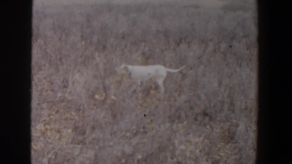 1956 Lubbock, Texas 8mm frame showing the white dog lower in the field, surrounded by dry grass and faded film texture.