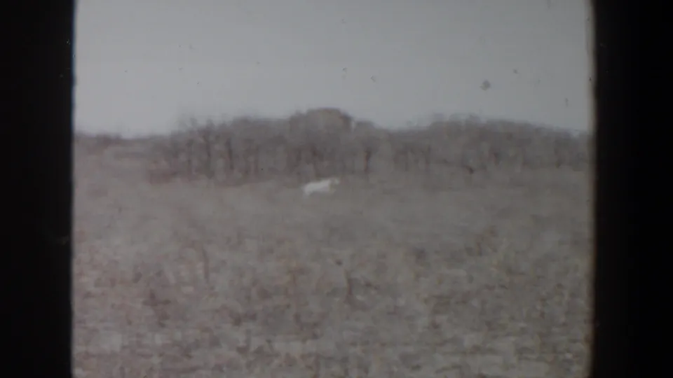 A light-colored dog is visible in the Lubbock, Texas scrubland, small in frame against dry grasses and a distant treeline.