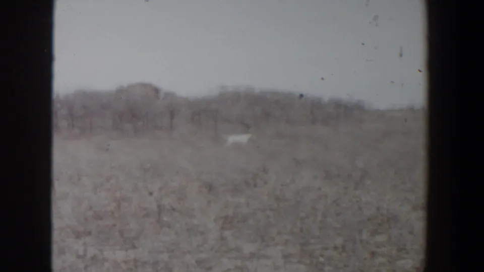 The dog continues through sparse brush in the 1956 Lubbock home-movie scene, with flat open ground and soft-focus trees beyond.