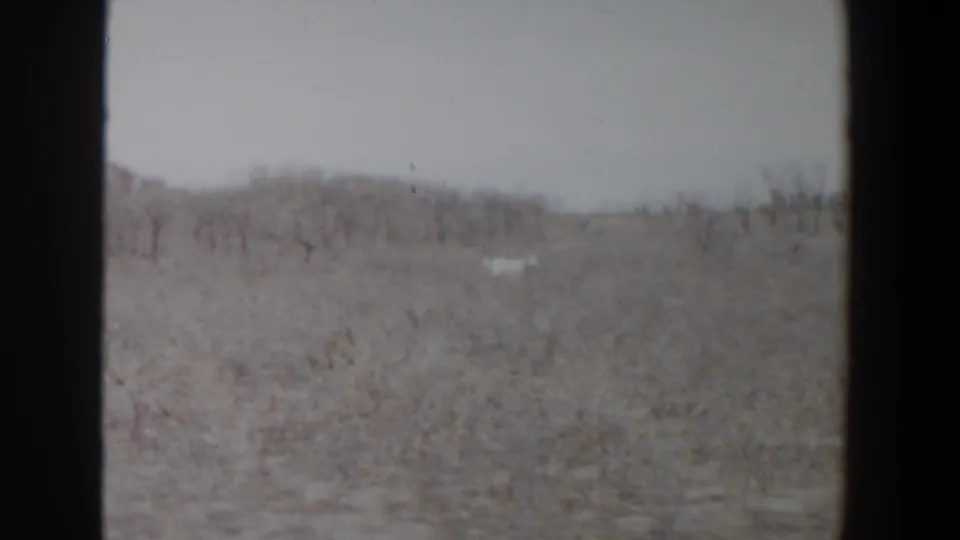 A light-colored dog moves through the scrubby Lubbock landscape, framed by dark 8mm borders and a muted overcast sky.
