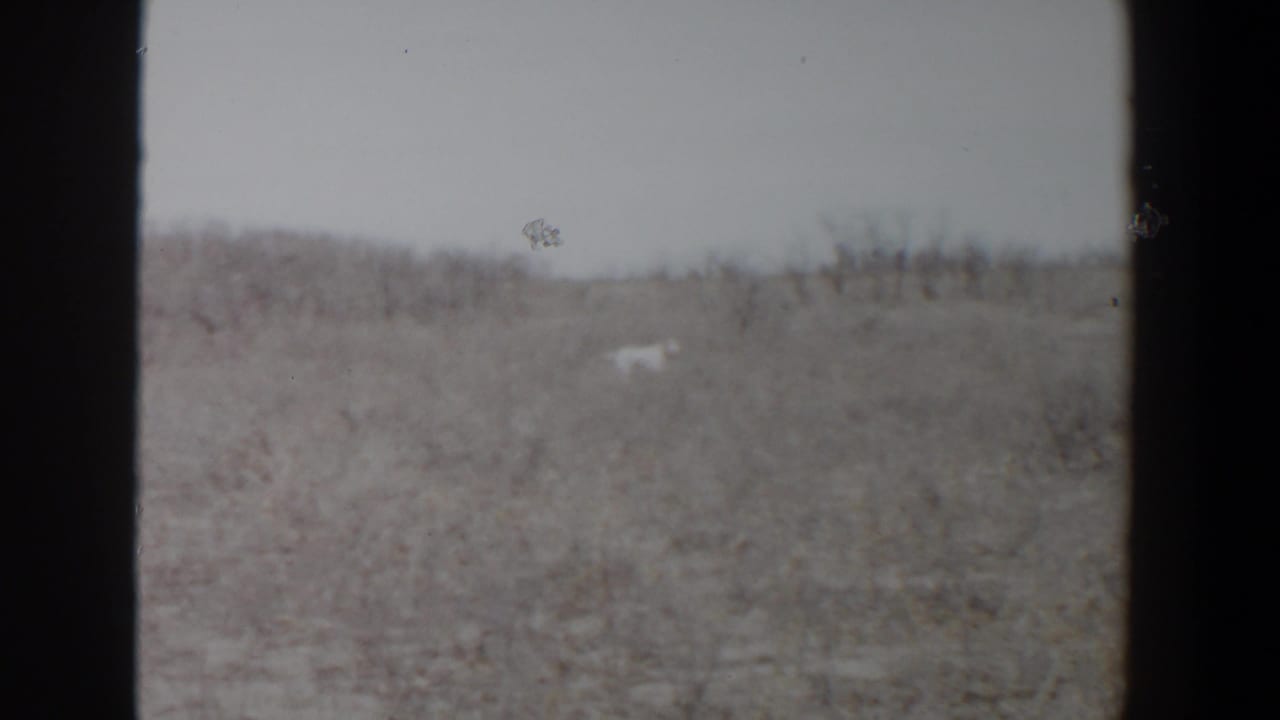A distant white dog crosses a brushy field in likely Lubbock, Texas, 1956 8mm home-movie footage.