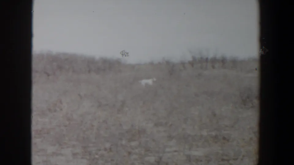 A distant white dog crosses a brushy field in likely Lubbock, Texas, 1956 8mm home-movie footage.