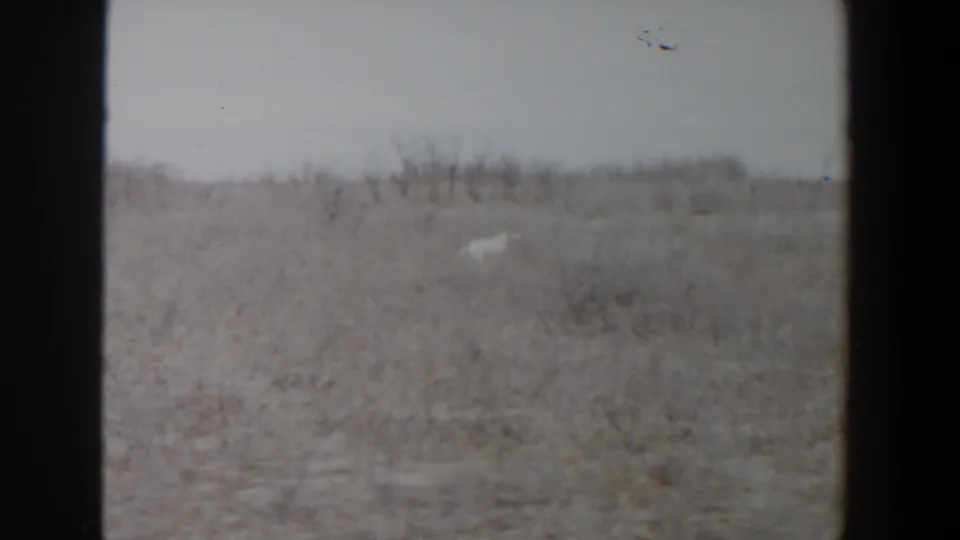 The white dog appears farther right in the open field, with sparse vegetation and a low horizon in likely 1956 Lubbock footage.