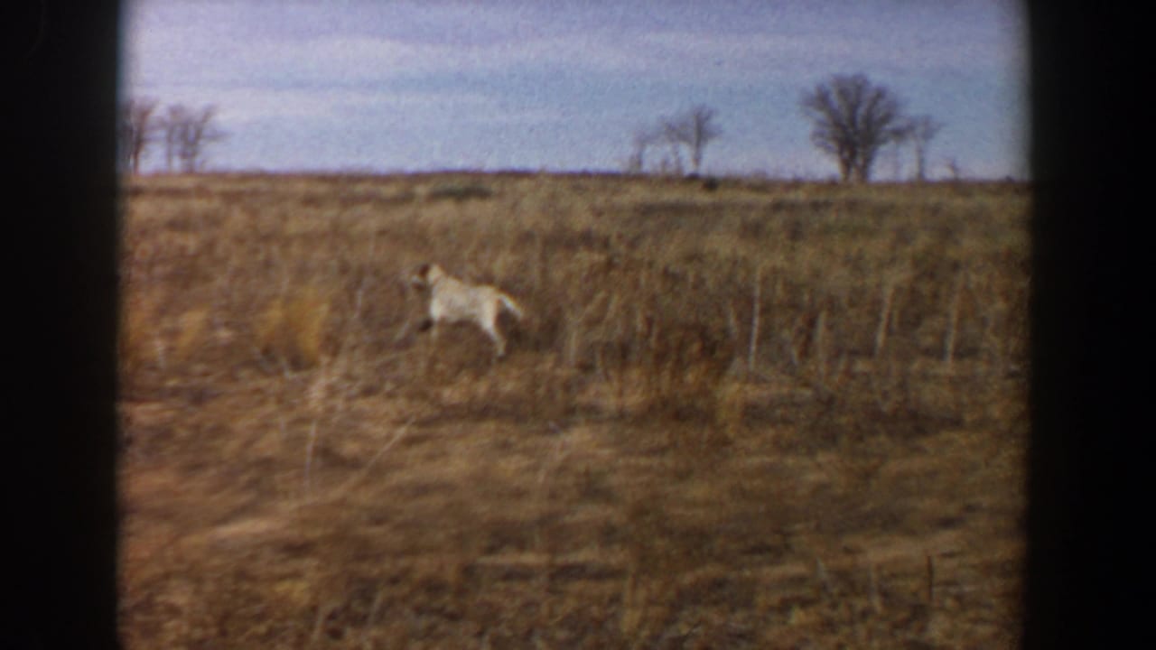 Light-colored dog running through a dry grassy field with bare trees on the horizon.