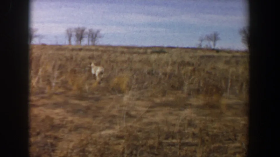 A light-colored dog continues across open grassland in the Lubbock, Texas home-movie footage, with distant trees along the horizon.