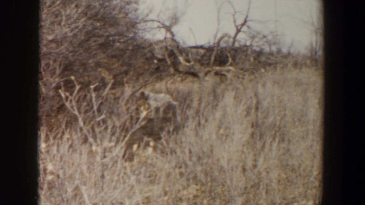 Small animal partly hidden in dry grass and brush on a hillside.