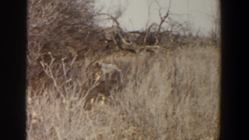 In metadata-supported 1956 Lubbock, Texas footage, a small wild animal appears partly concealed among dry grass and leafless brush.