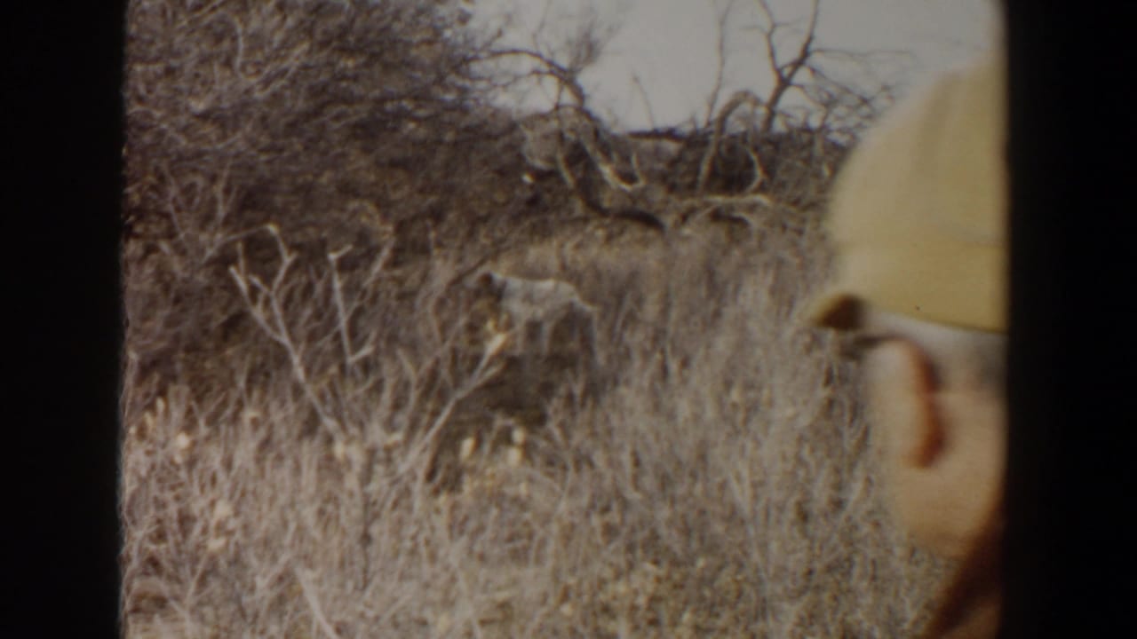 A small animal stands or moves in tall dry grass while a partially visible observer appears at the right edge of the 8mm frame.