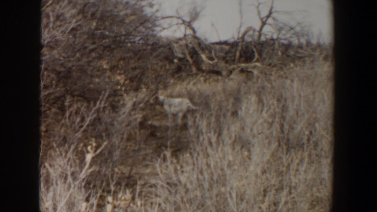 The animal is more visible among dry grass and brush in the 1956 Texas home-movie scene, with scrubby hillside vegetation behind it.